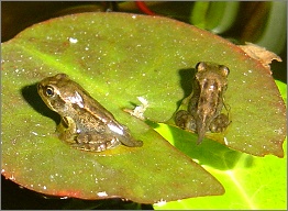 Dutch frogs