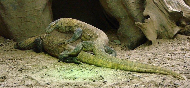 komodo dragon